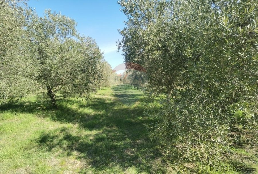 Istra, Galižana - zemljište na rubu urbanizacije - 3