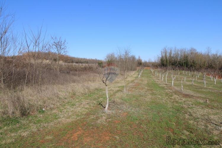 Istra, Vižinada- Građevinsko i poljoprivredno zemljište - 3