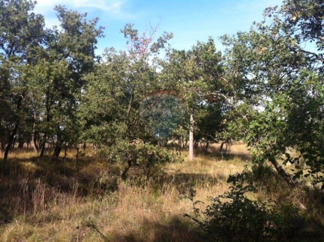 Maslinik u blizini Umaga - 5