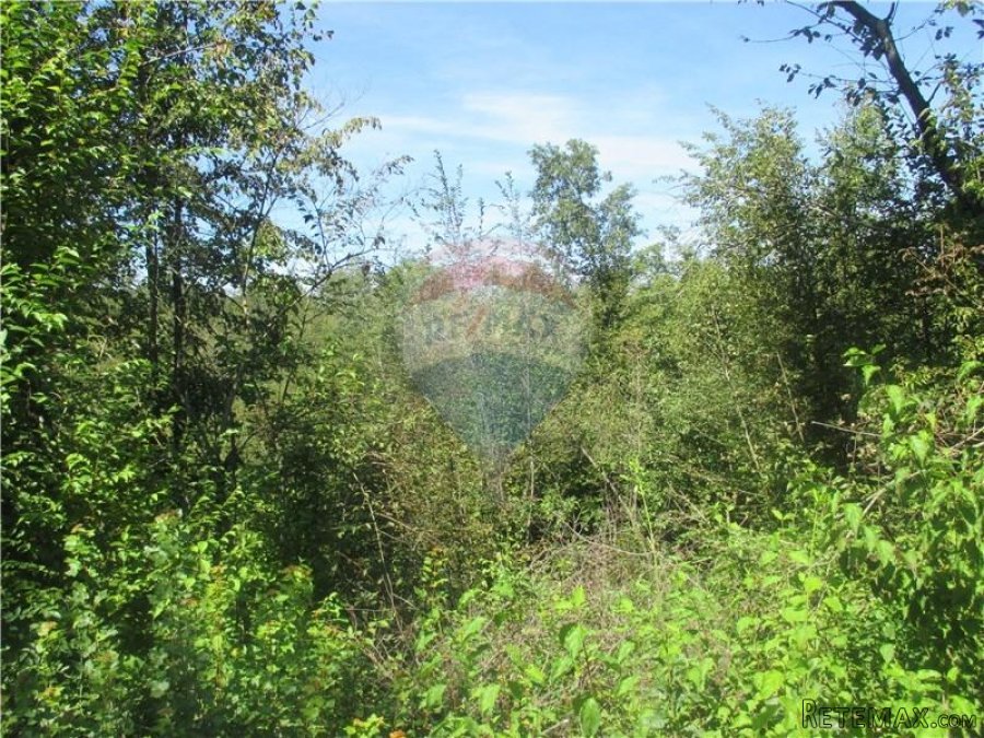 PERMANI - 13.400 M2 - NEGRAĐEVINSKOG ZEMLJIŠTA - 2