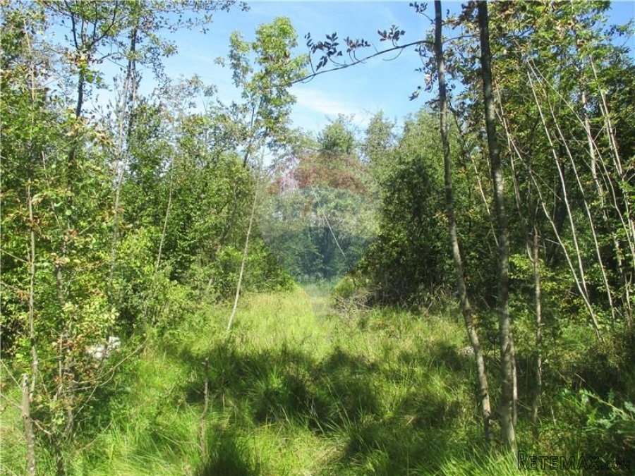 PERMANI - 13.400 M2 - NEGRAĐEVINSKOG ZEMLJIŠTA - 4