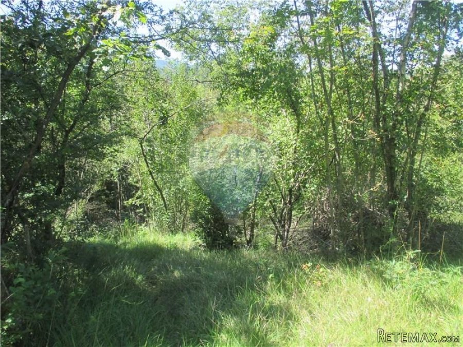 PERMANI - 13.400 M2 - NEGRAĐEVINSKOG ZEMLJIŠTA - 5