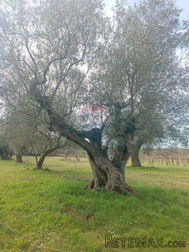 Rovinj, poljoprivredno zemljište s upisanom poljskom kućicom - 8