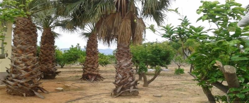5 Bedrooms - Country House - Alicante -.. - 2