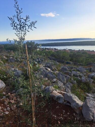 Maslinik s pogledom na more – Punat, otok Krk - 2