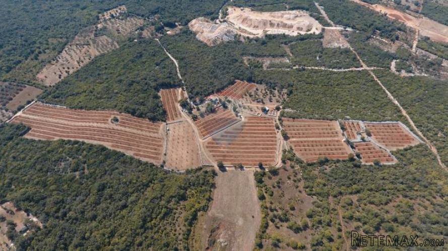 ISTRA, ROVINJ, jedinstven maslinik s pogledom na grad i more - 2