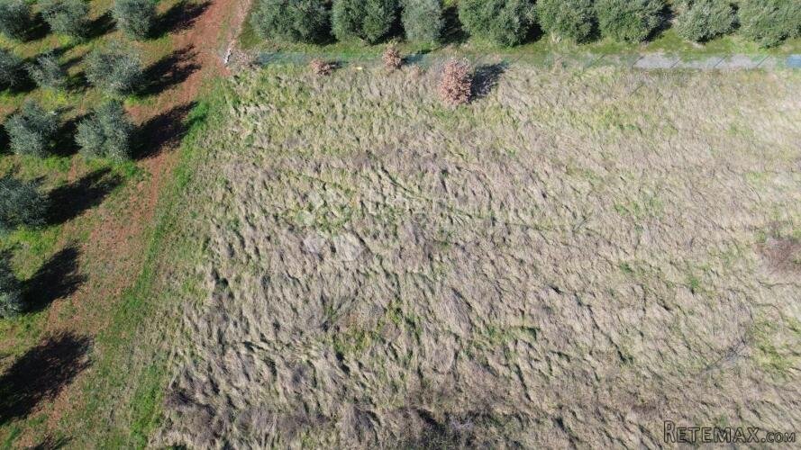 Atraktivno građevinsko zemljište u Kašteliru – 1.200 m² - 2