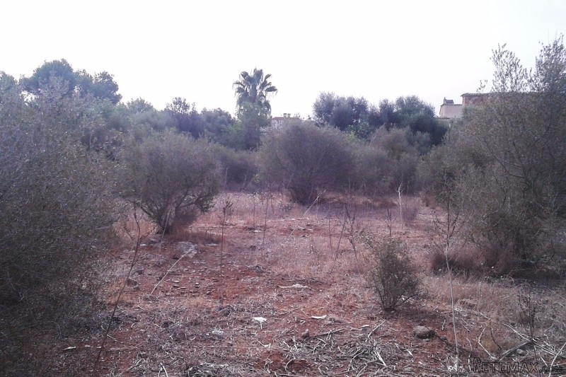 Nice plot in Cala Santanyi