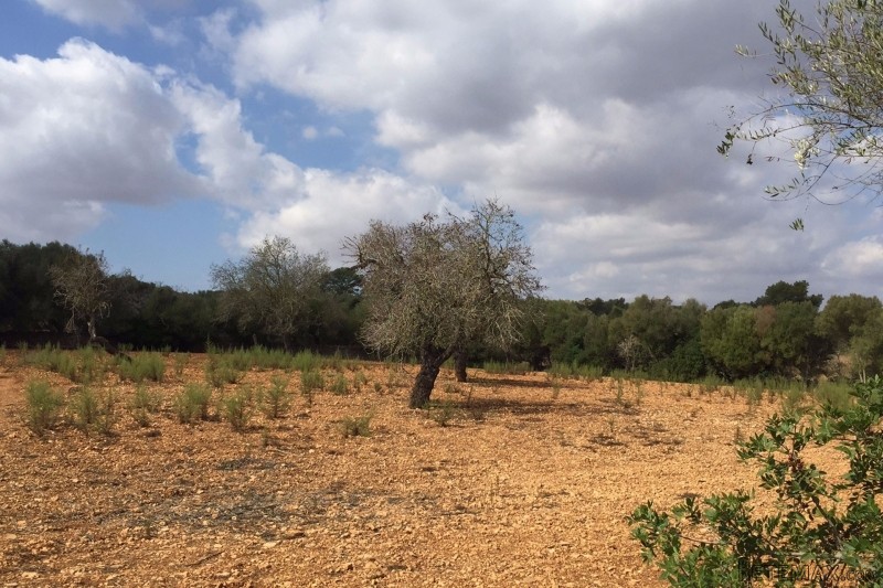 Plot in Santanyi - 2