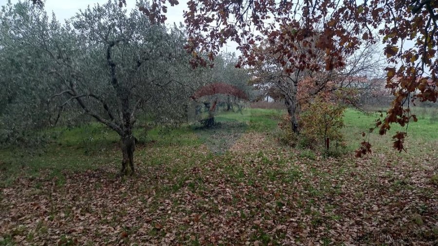 Pula,veliki maslinik u predgrađu, djelomično građevinsko zem - 2