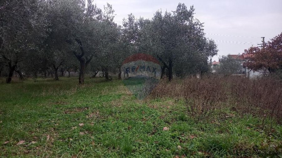 Pula,veliki maslinik u predgrađu, djelomično građevinsko zem - 3