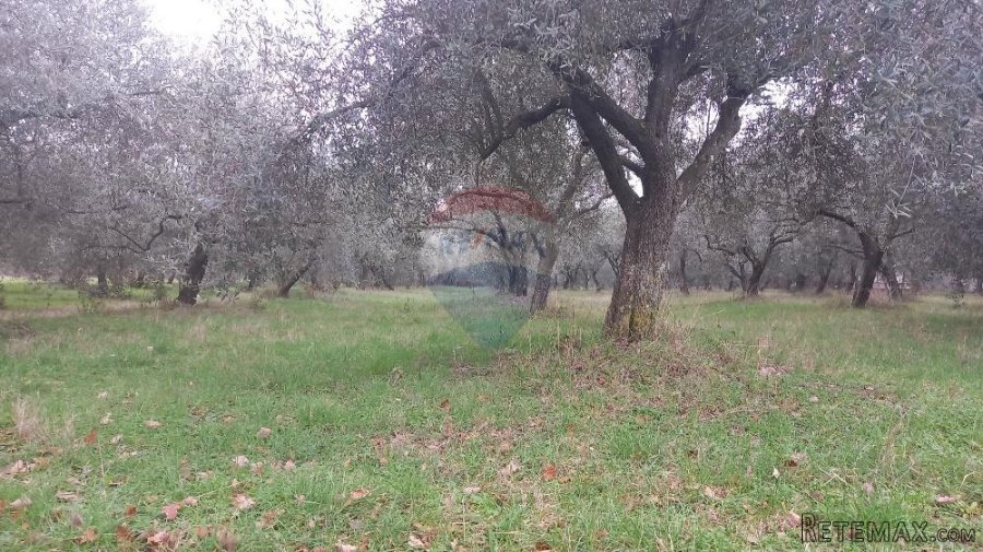 Pula,veliki maslinik u predgrađu, djelomično građevinsko zem - 4