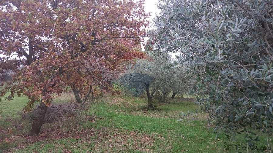 Pula,veliki maslinik u predgrađu, djelomično građevinsko zem - 5
