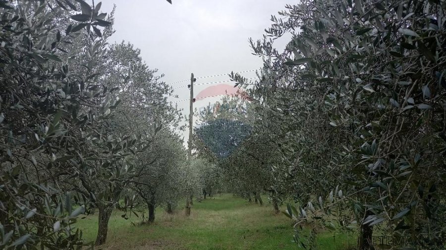 Pula,veliki maslinik u predgrađu, djelomično građevinsko zem - 6
