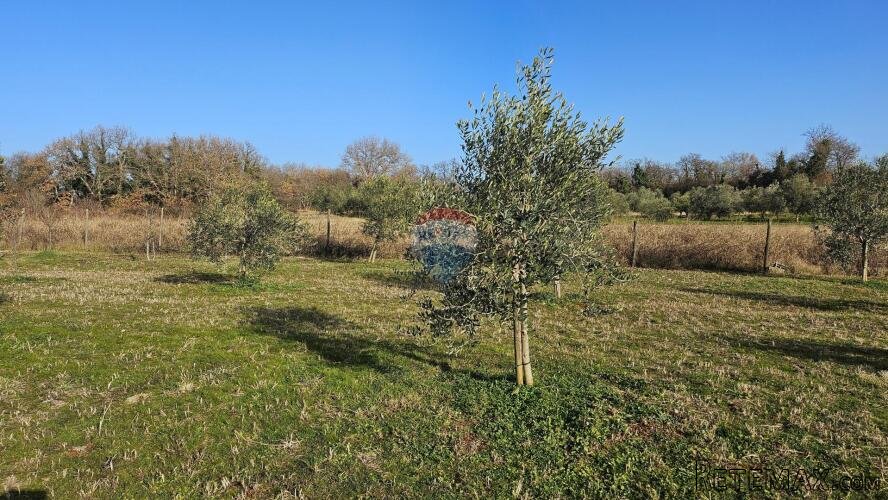 Istra, Umag okolica- maslinik s vodom - 2