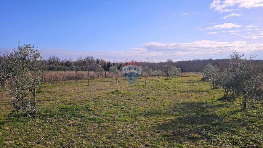 Istra, Umag okolica- maslinik s vodom - 3