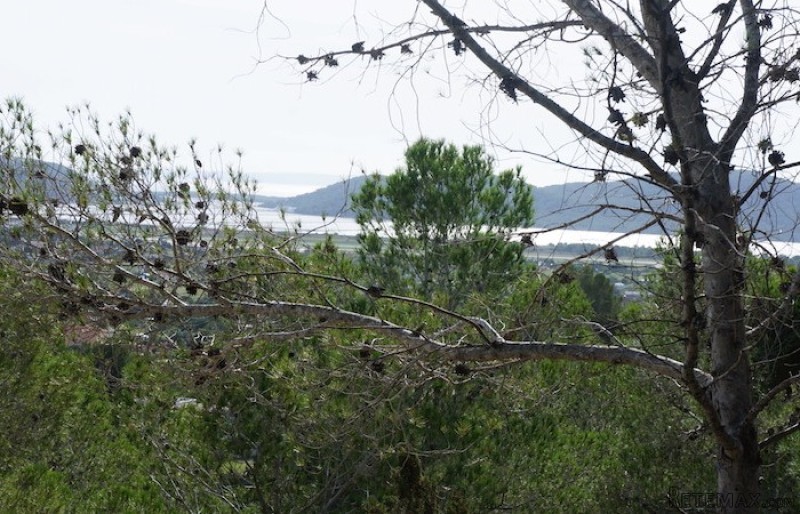 San Jose - Sant Josep de sa Talaia..