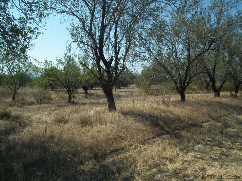 Land - Paphos - For Sale
