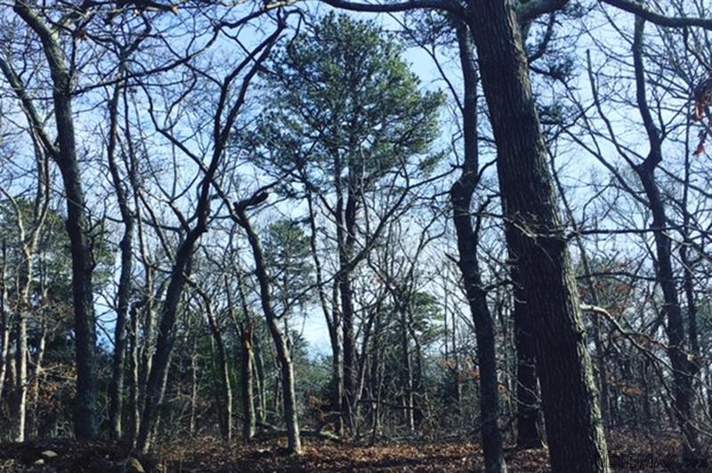 Land For Sale: 563 Old Jail Lane..