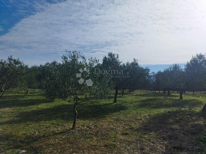 OTOK KRK - MASLINIK - 320 STABALA MASLINA - 2