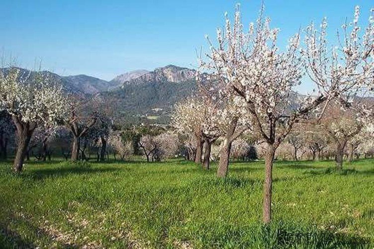 Rustic plot of 37.700m2 in a peaceful area between Moscari..