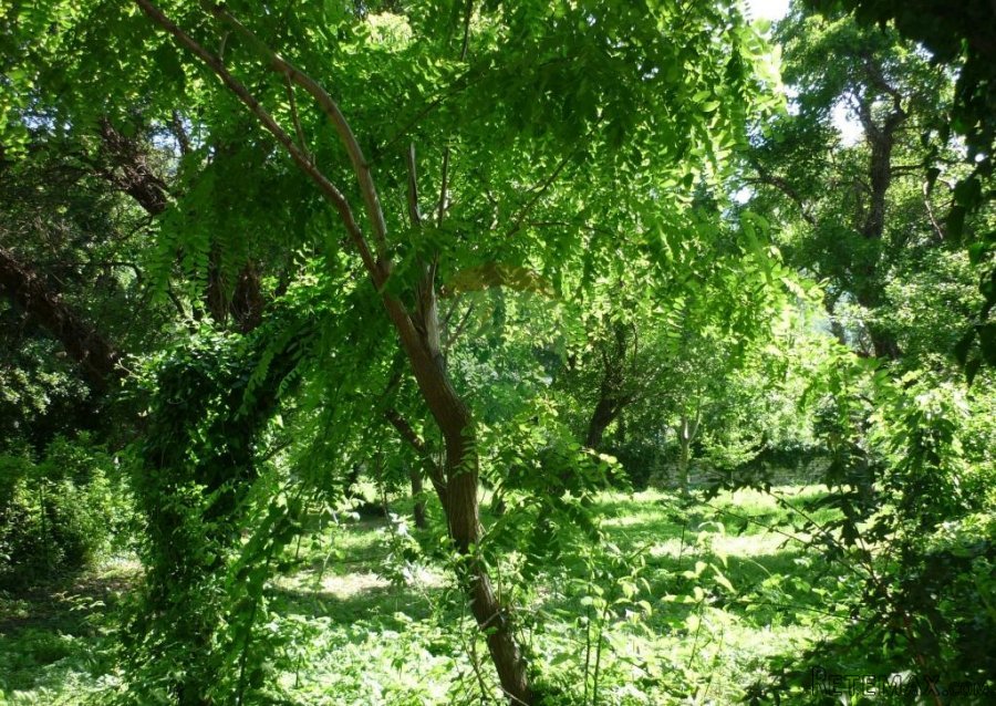 Bakar - centar, starina sa zemljištem 3100 m2 - 8
