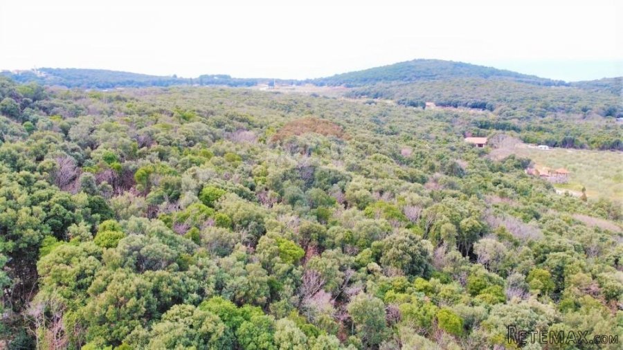 Rovinj,parcela sa otvorenim pogledom na more 4400m2 - 3