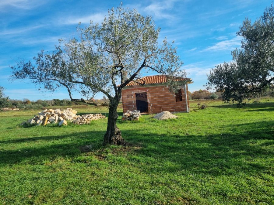 Muntić, lijepi maslinik od 7208 m2 - 6