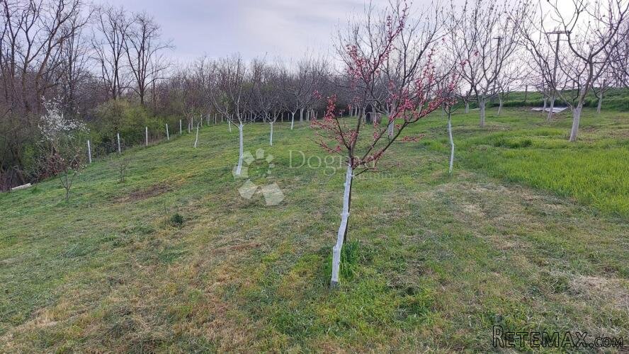 Ograđen voćnjak s nasadom oraha i lješnjaka! - 2