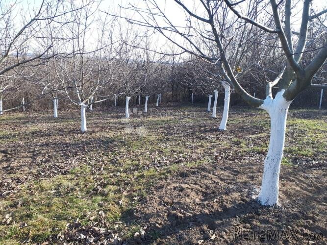 Ograđen voćnjak s nasadom oraha i lješnjaka! - 3