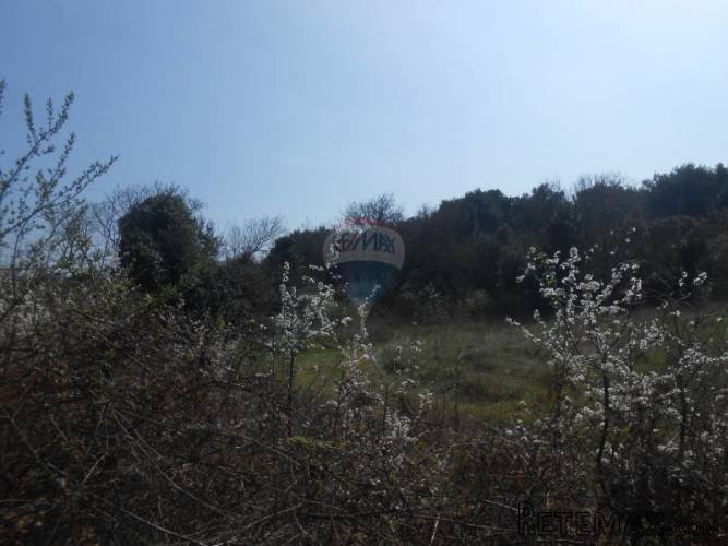 Istra, Ližnjan, 5 poljoprivrednih parcela totalne... - 3
