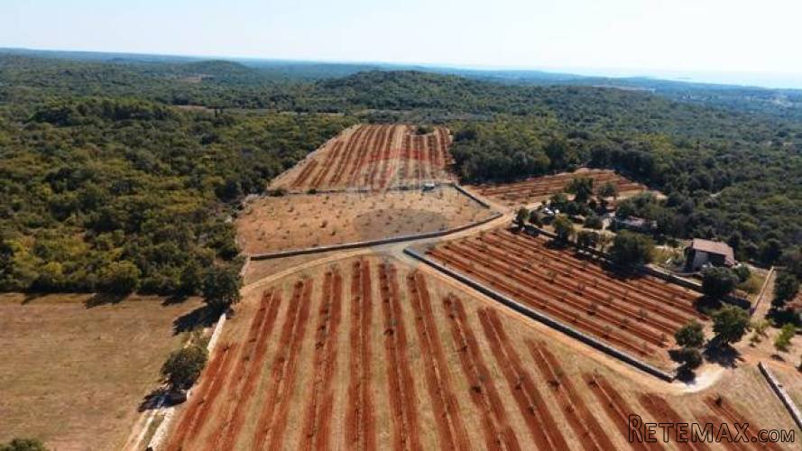 ISTRA, ROVINJ, jedinstven maslinik s pogledom na grad i more - 5