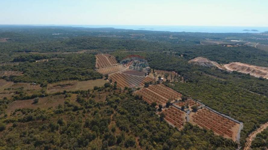 ISTRA, ROVINJ, jedinstven maslinik s pogledom na grad i more - 4