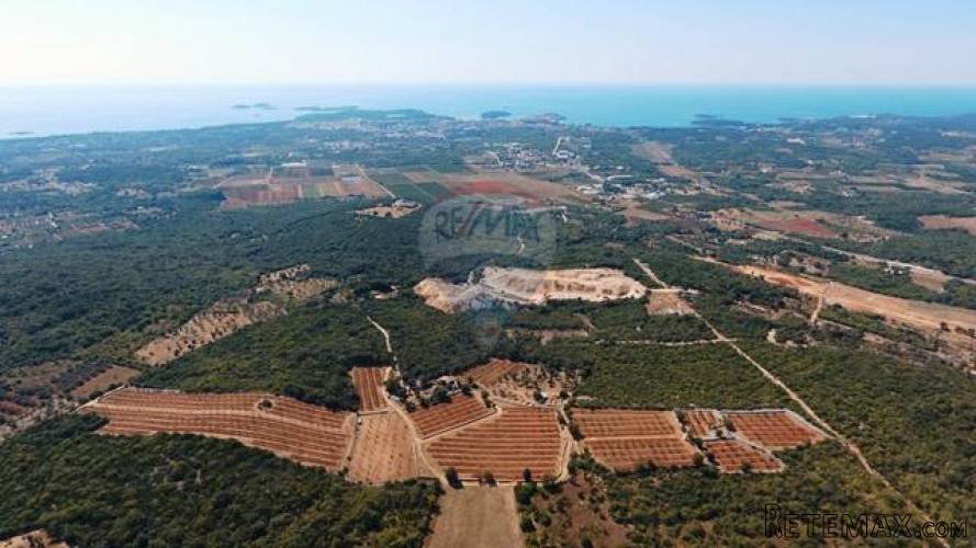 ISTRA, ROVINJ, jedinstven maslinik s pogledom na grad i more