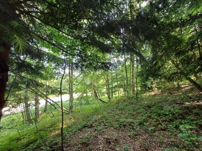 PRILIKA! Gradjevinsko zemljište s crnogoričnom šumom i pogle - 3