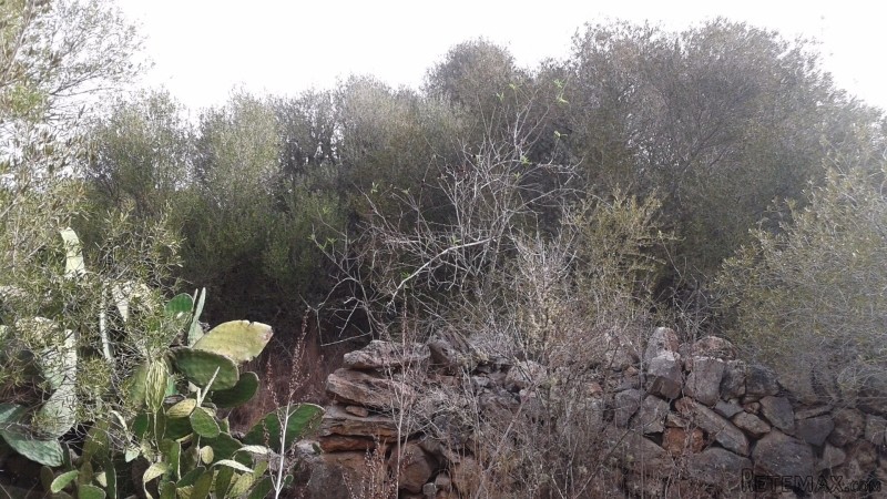 Nice plot in Cala Santanyi - 2