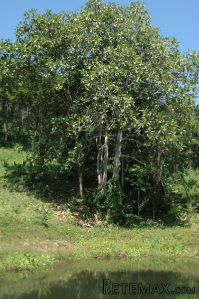Large 33 Rai Sea View Land in a.. - 2