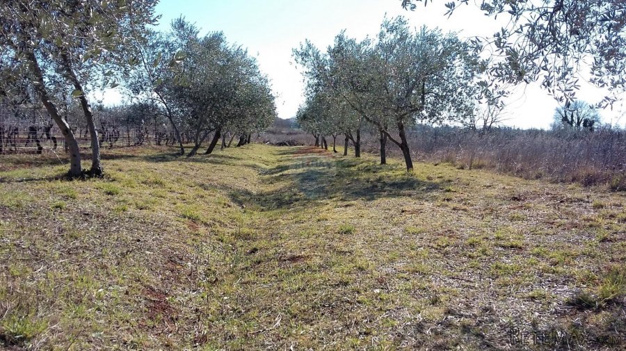 Umag, poljoprivredni teren, atraktivna lokacija blizu mora - 2
