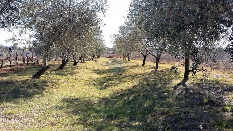 Umag, poljoprivredni teren, atraktivna lokacija blizu mora - 3