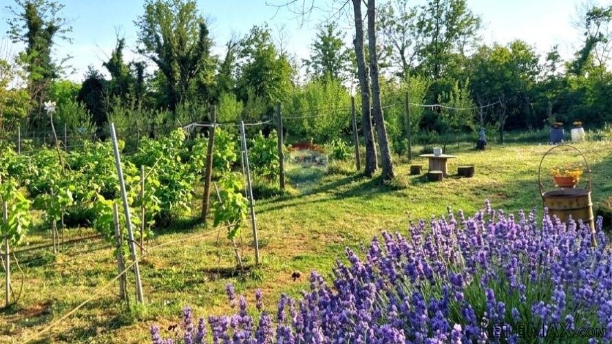 Istra,Umag,okolica-Poljoprivredno zemljište s vodom - 3