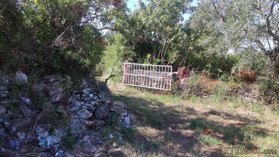 Poljoprivredno zemljište - maslinik 950 m od mora - 3
