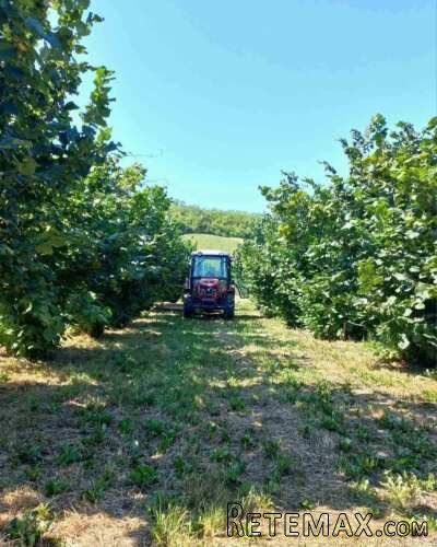 Plantaža lešnika-Sremska Mitrovica-Ležimir 378ari - 5