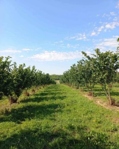 Plantaža lešnika-Sremska Mitrovica-Ležimir 378ari - 7