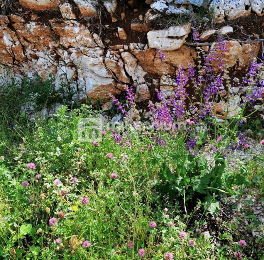 Istra, Rabac, Mali Kosi, poljoprivredno zemljište od 6.735m2 - 5