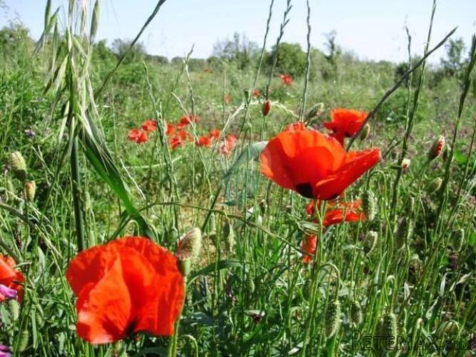 ISTRA - FAŽANA, ZEMLJIŠTE NA SUPER LOKACIJI