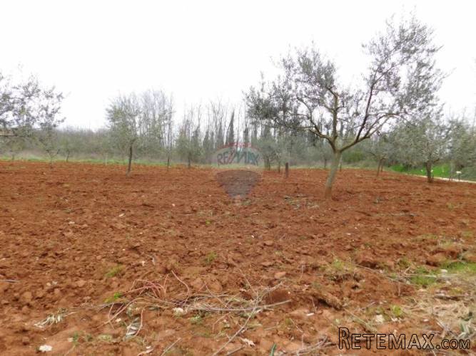 Istra, Tar, maslinik sa 102 masline - 2