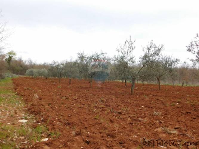 Istra, Tar, maslinik sa 102 masline - 3