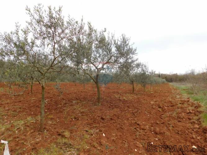 Istra, Tar, maslinik sa 102 masline - 4