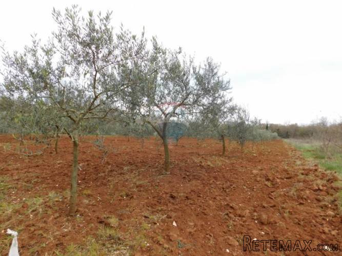 Istra, Tar, maslinik sa 102 masline - 5