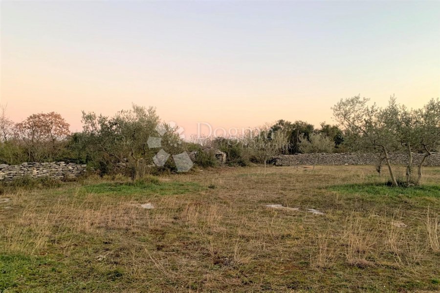 BALE – maslinik i šuma 3 km od mora - 2